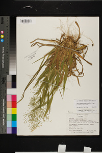 Dichanthelium laxiflorum image