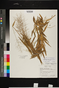 Dichanthelium sphaerocarpon image