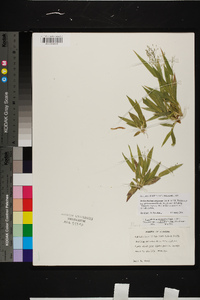 Dichanthelium strigosum subsp. glabrescens image