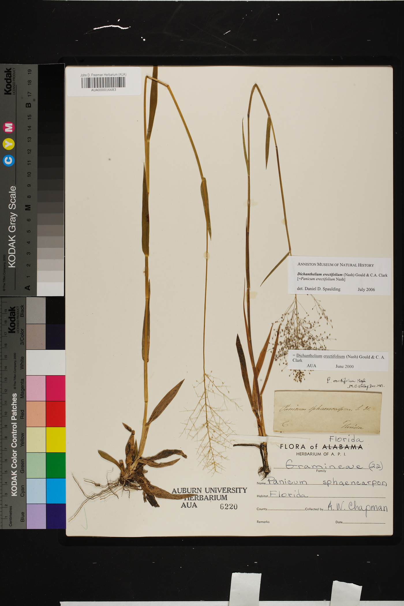 Dichanthelium erectifolium image