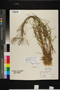 Dichanthelium dichotomum var. dichotomum image