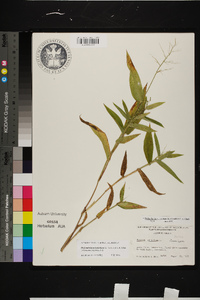 Dichanthelium latifolium image