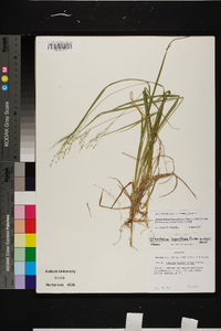 Dichanthelium linearifolium image