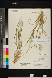 Dichanthelium linearifolium image