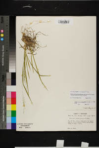 Dichanthelium linearifolium image