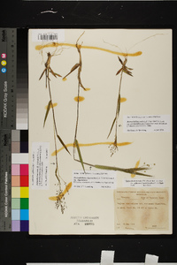 Dichanthelium ovale subsp. pseudopubescens image