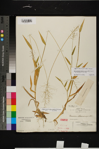 Dichanthelium sphaerocarpon image