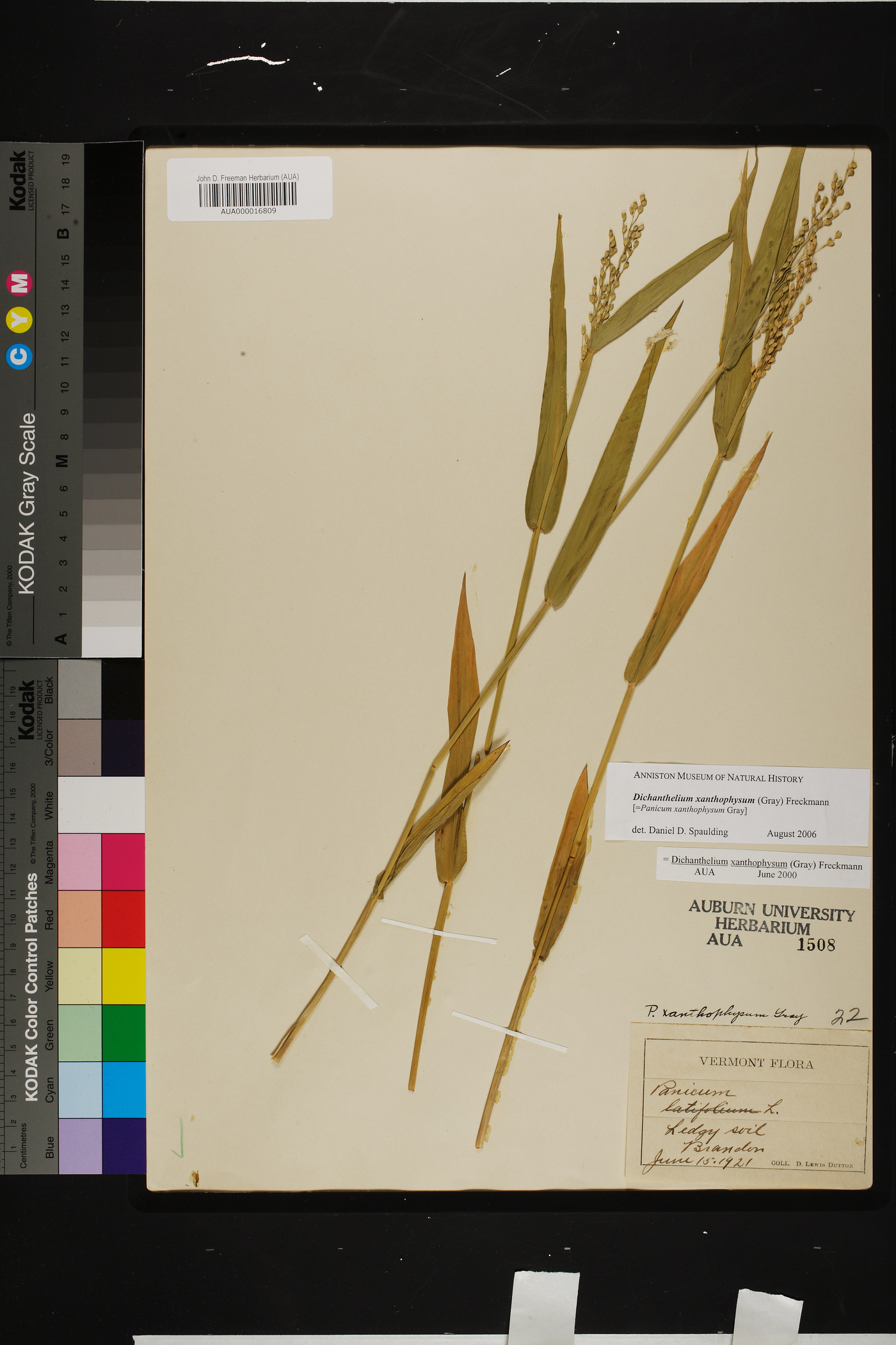 Dichanthelium xanthophysum image