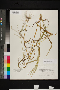 Digitaria ciliaris image