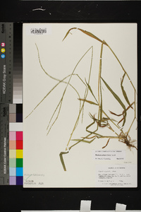 Digitaria ciliaris image