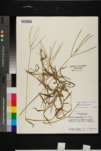 Digitaria ciliaris image