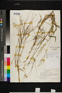 Digitaria ciliaris image