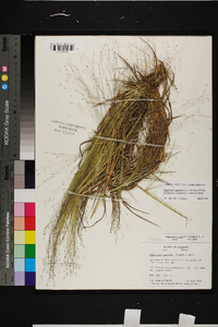 Digitaria cognata image