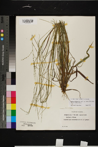 Digitaria filiformis image