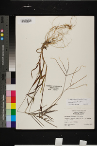 Digitaria ciliaris image