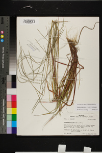 Digitaria filiformis var. filiformis image