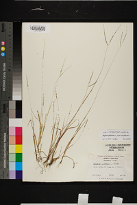 Digitaria filiformis var. filiformis image