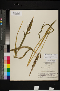 Echinochloa colona image