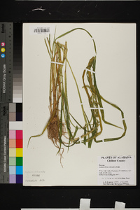 Echinochloa colona image