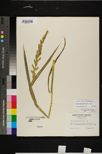 Echinochloa colona image