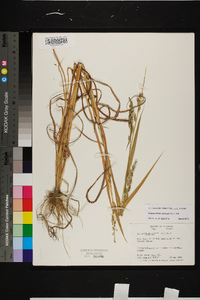 Echinochloa colona image