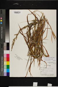 Echinochloa colona image