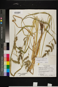 Echinochloa muricata var. muricata image