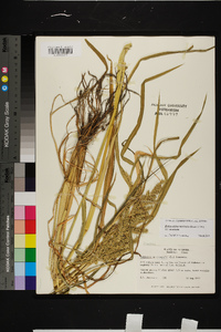 Echinochloa muricata var. muricata image