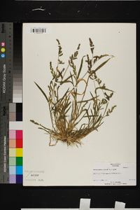 Echinochloa colona image