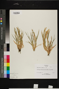 Echinochloa colona image