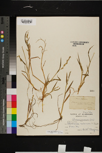 Echinochloa colona image