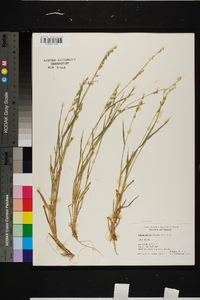 Echinochloa colona image