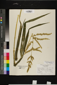 Echinochloa muricata var. microstachya image