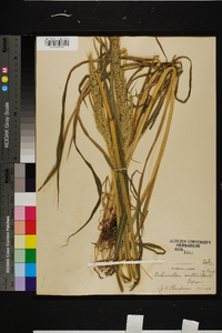 Echinochloa walteri image