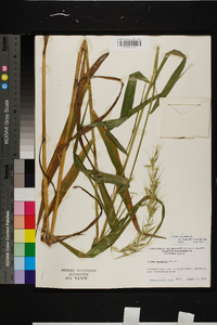 Elymus wiegandii image