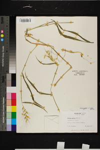 Elymus hystrix image