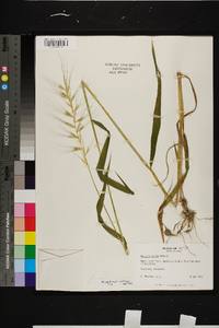 Elymus hystrix image