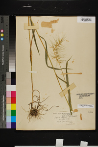 Elymus hystrix image