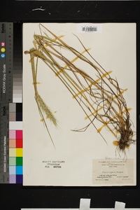 Elymus riparius image