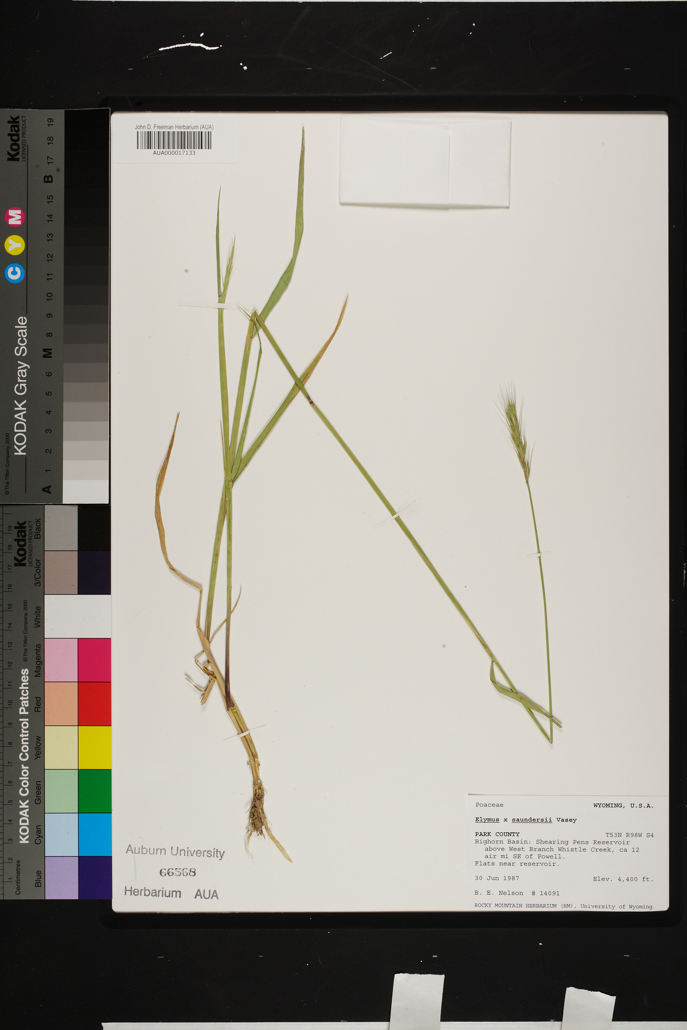 Elymus × saundersii image