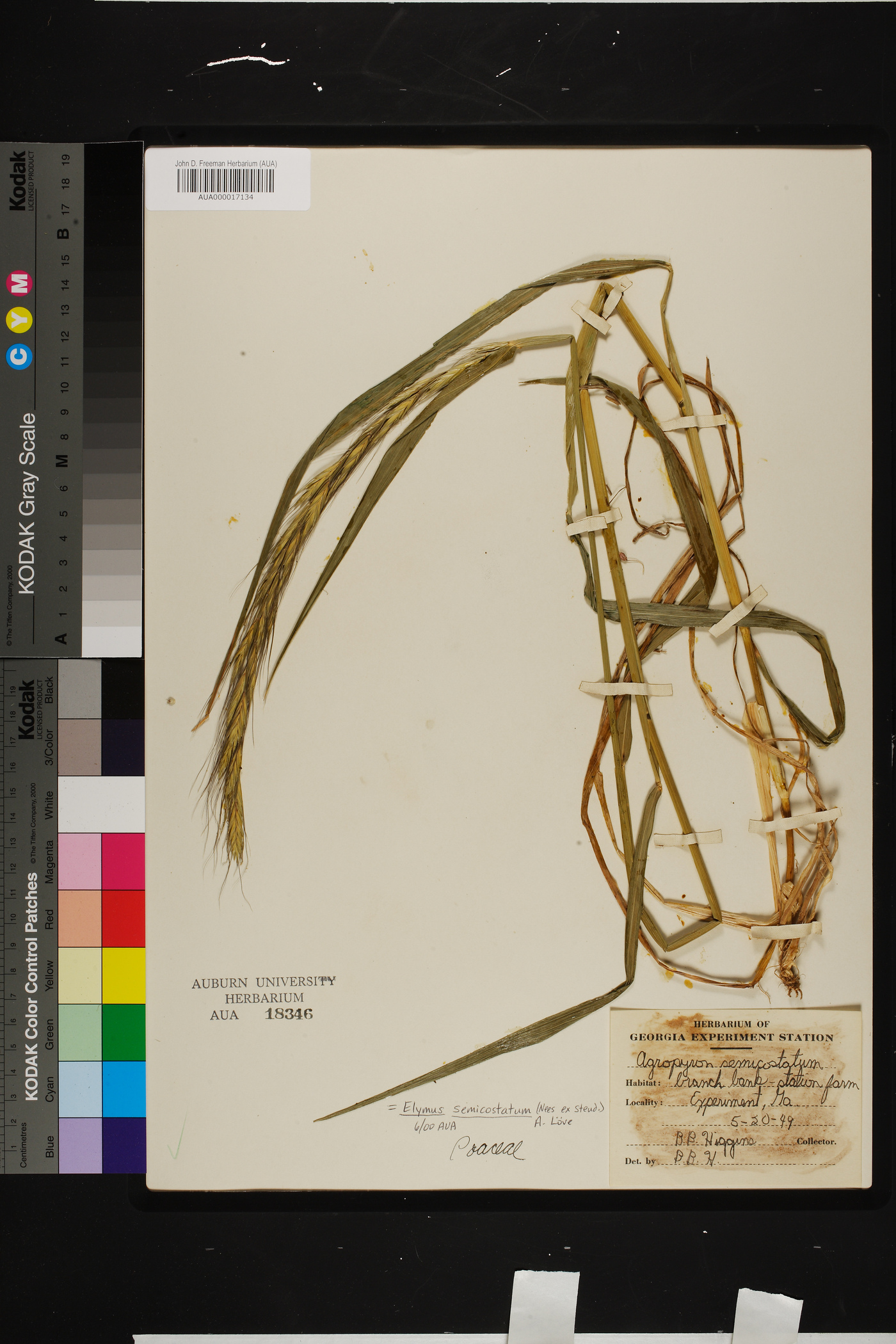 Roegneria semicostata image