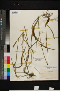 Elymus repens subsp. repens image