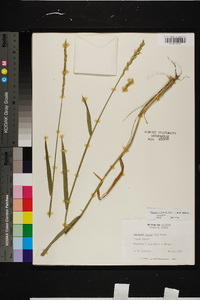 Elymus repens subsp. repens image