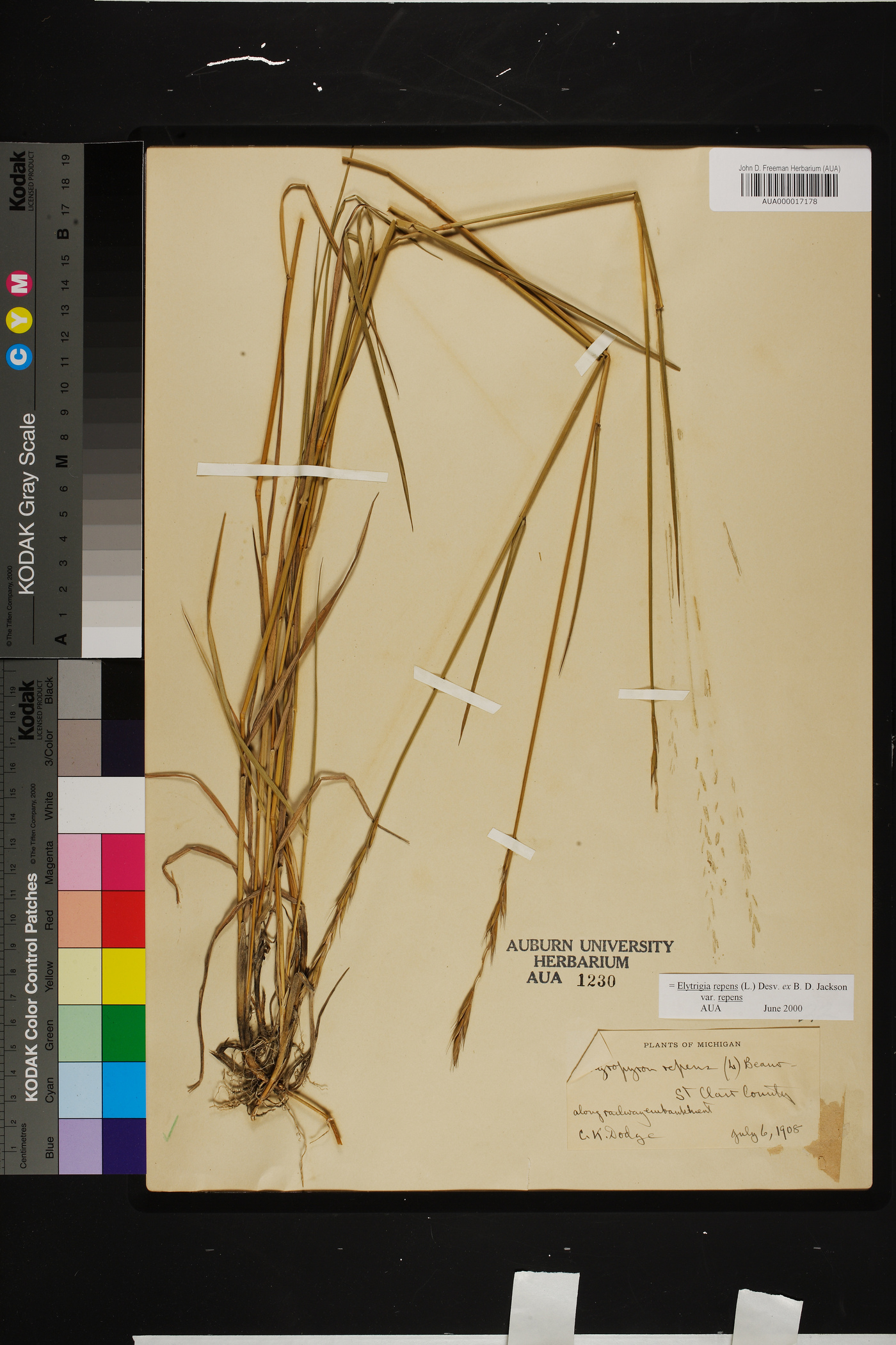 Elymus repens subsp. repens image