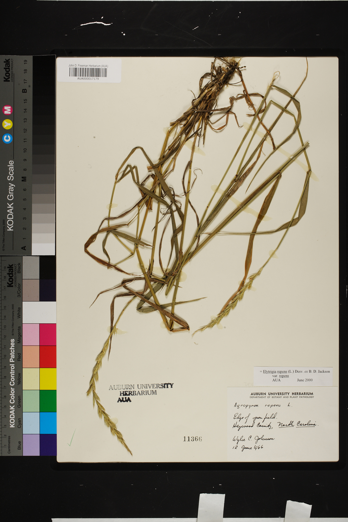 Elymus repens subsp. repens image