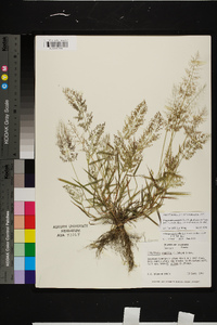 Eragrostis amabilis image