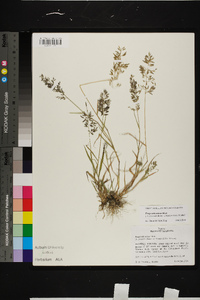 Eragrostis minor image