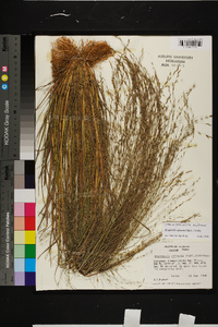 Eragrostis refracta image