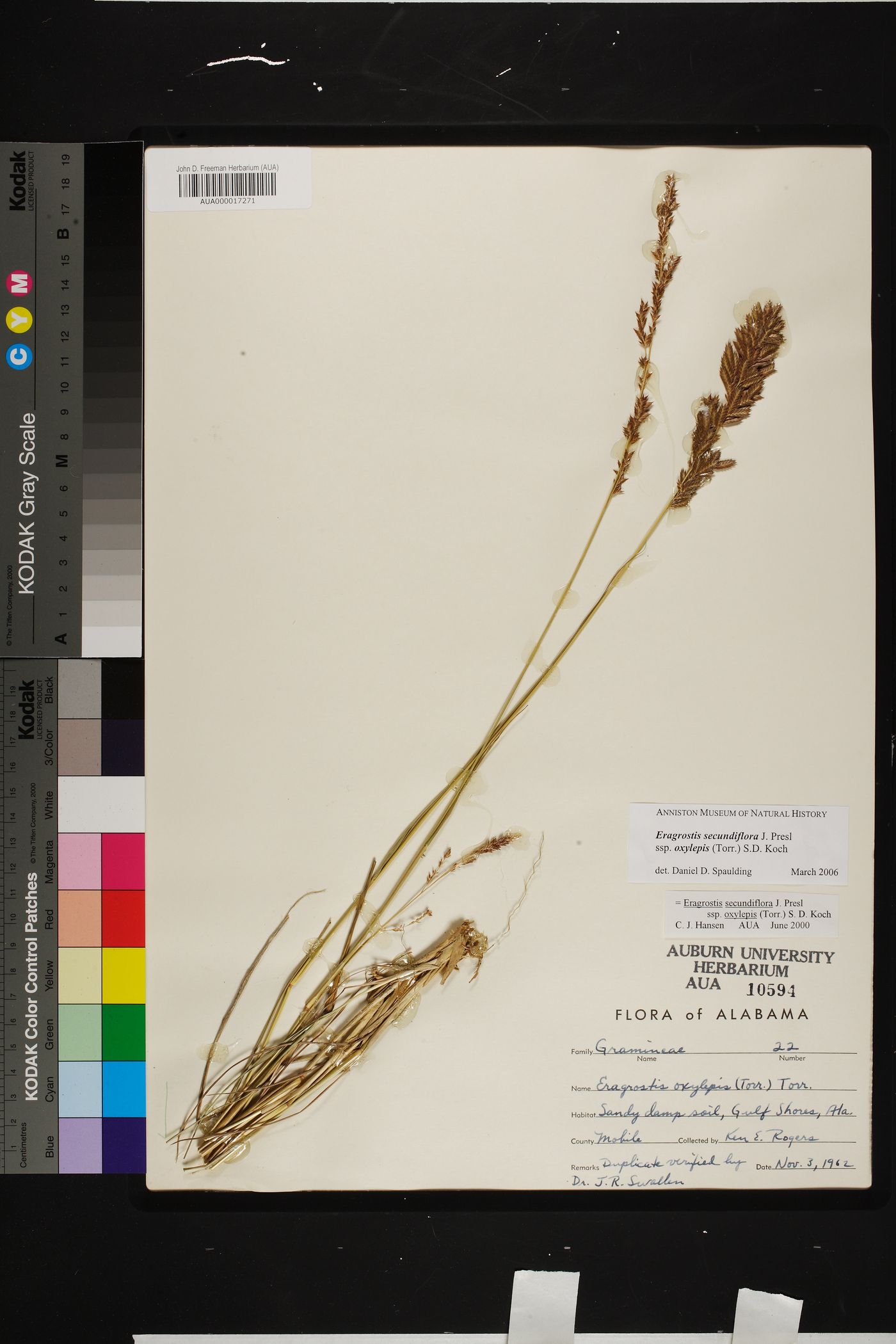 Eragrostis secundiflora subsp. oxylepis image
