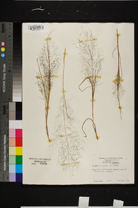 Eragrostis capillaris image